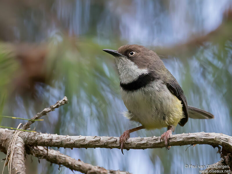 Apalis à collieradulte