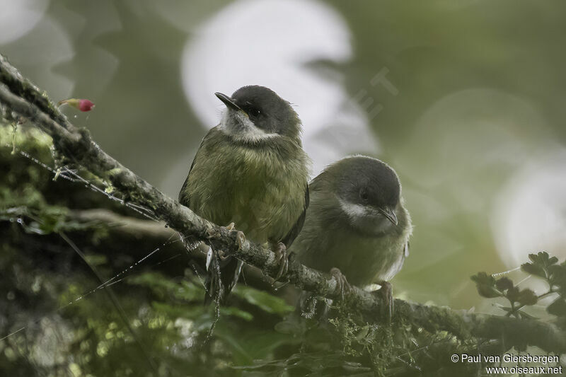 Bar-throated Apalisadult