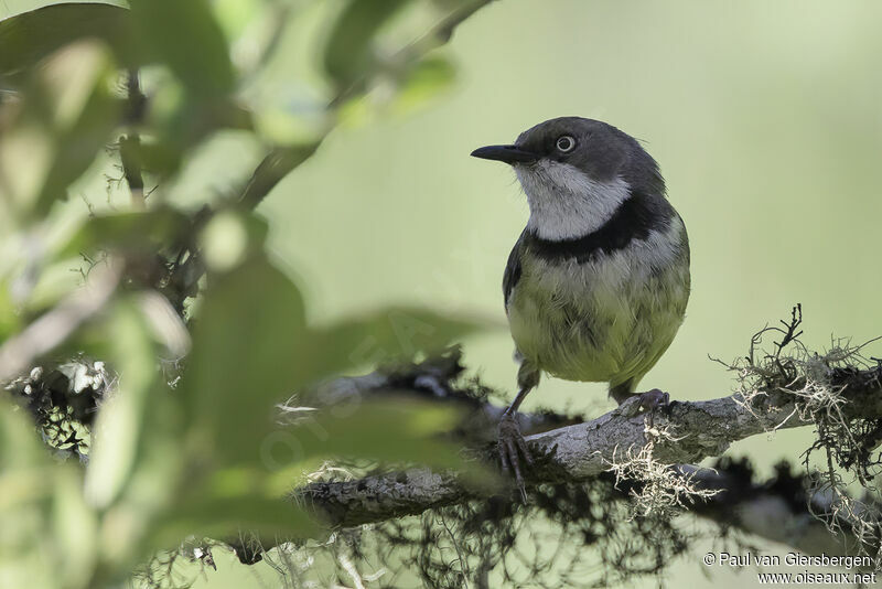 Apalis à collieradulte