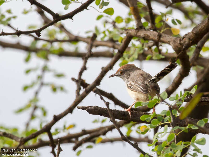 Apalis à front rouxadulte, habitat