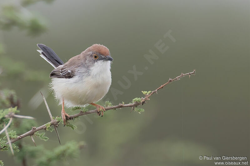 Red-fronted Prinia