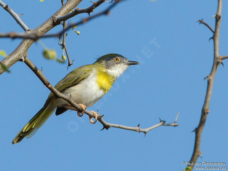 Apalis à gorge jaune