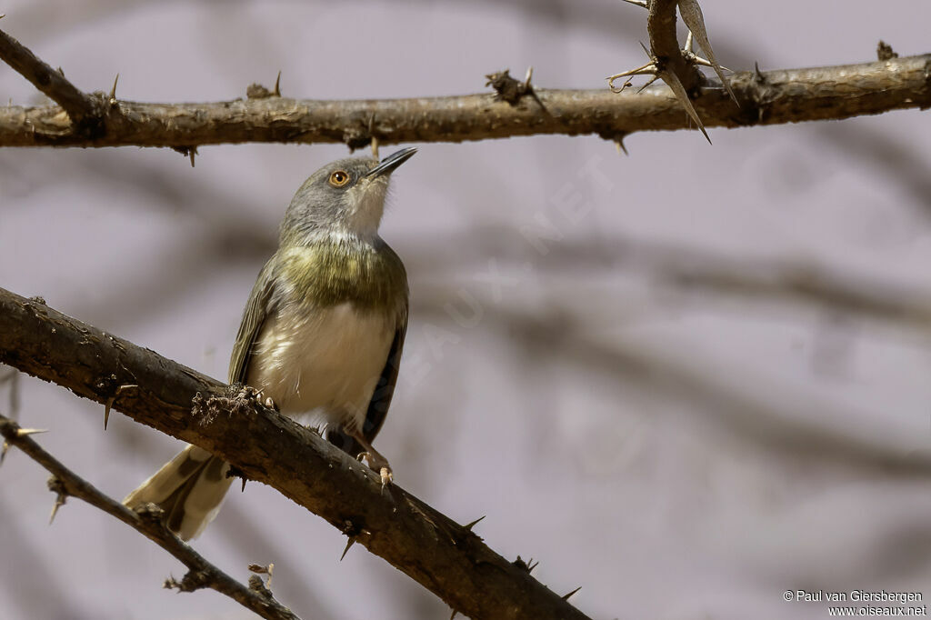 Apalis à gorge jauneadulte