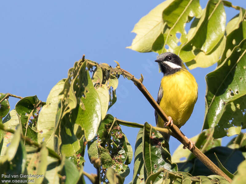 Black-throated Apalisadult, habitat