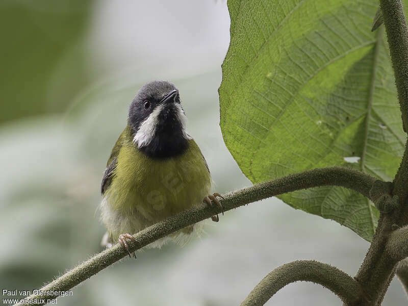 Apalis à gorge noireadulte, portrait