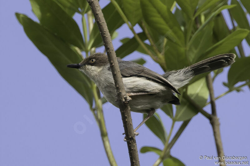 Apalis à tête bruneadulte