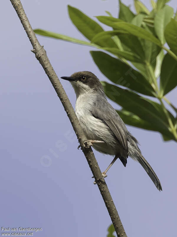 Apalis à tête bruneadulte, identification