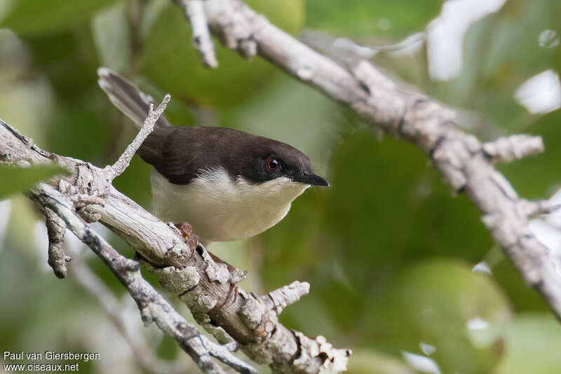 Black-headed Apalisadult, close-up portrait