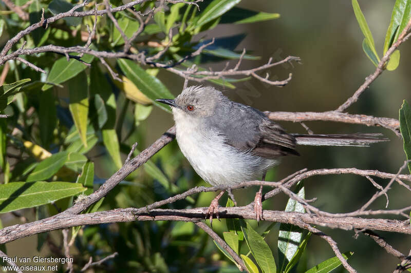 Grey Apalisadult, identification