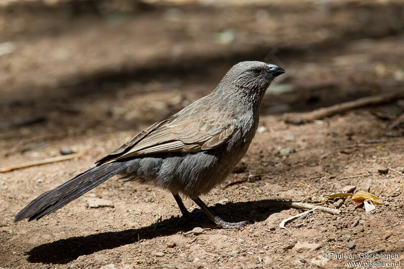 Apostlebird