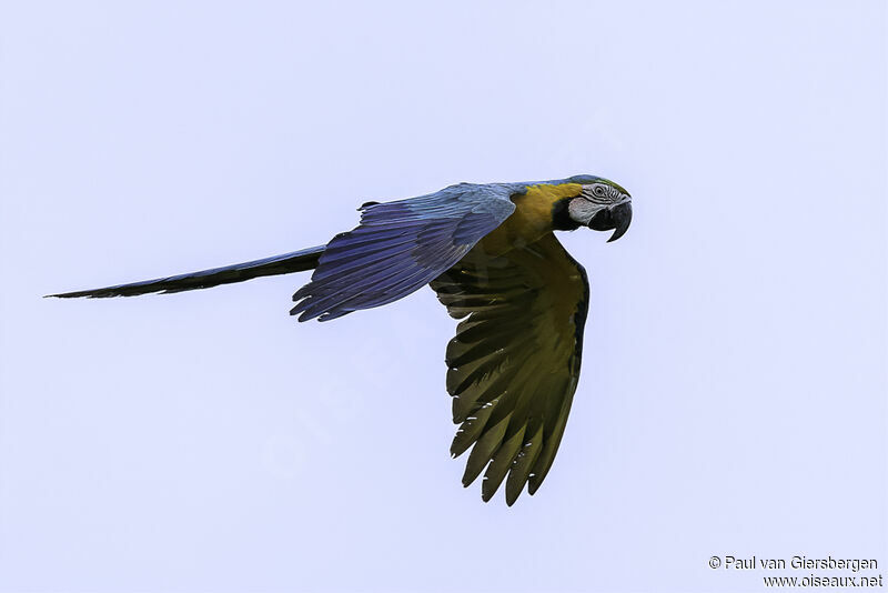 Blue-and-yellow Macawadult