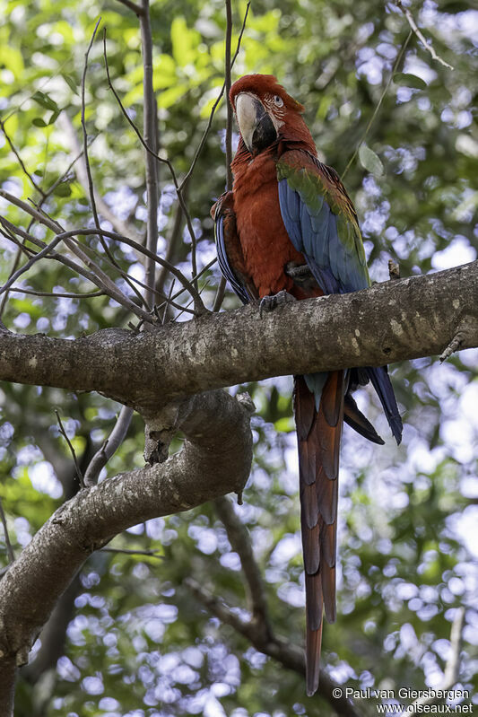 Red-and-green Macawadult