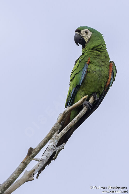 Chestnut-fronted Macawadult