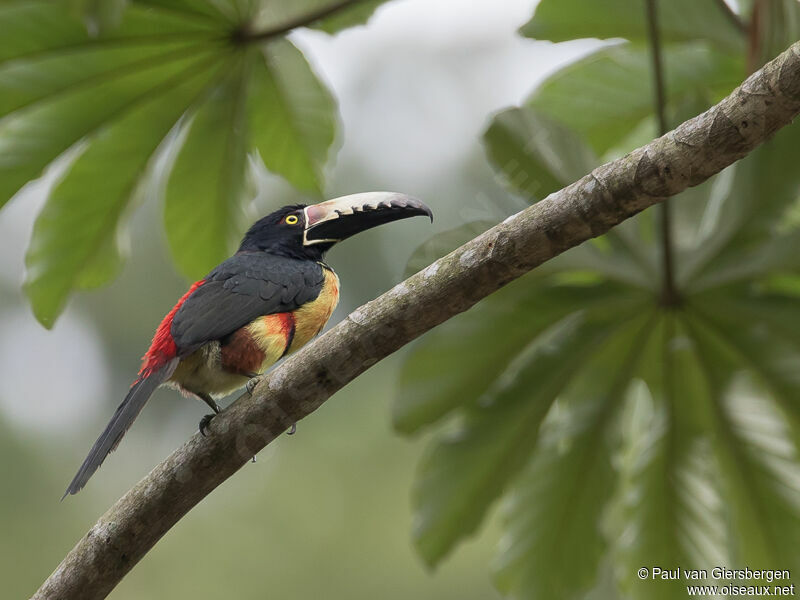 Collared Aracari