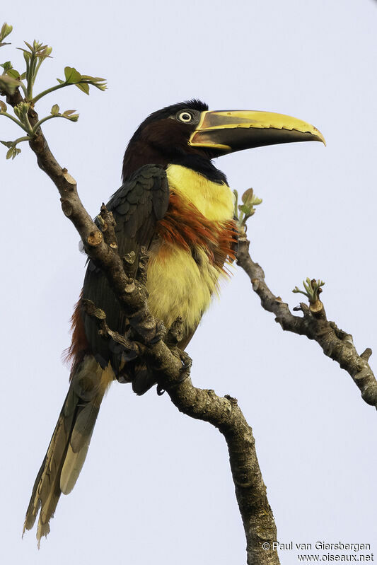 Chestnut-eared Aracariadult