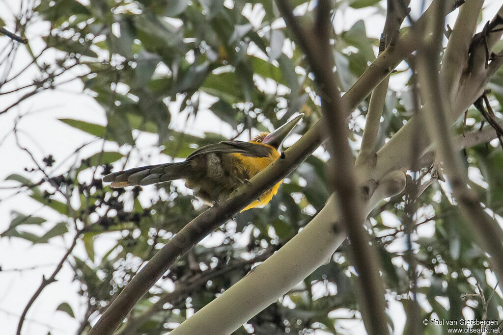 Araçari de Baillon