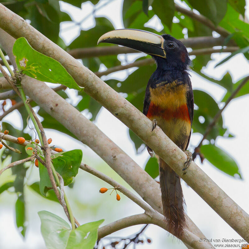 Black-necked Aracari