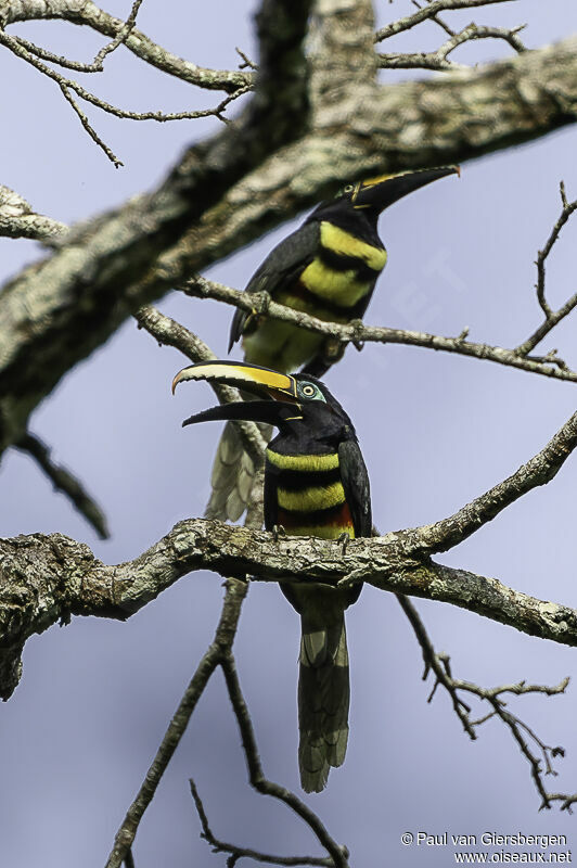 Many-banded Aracariadult