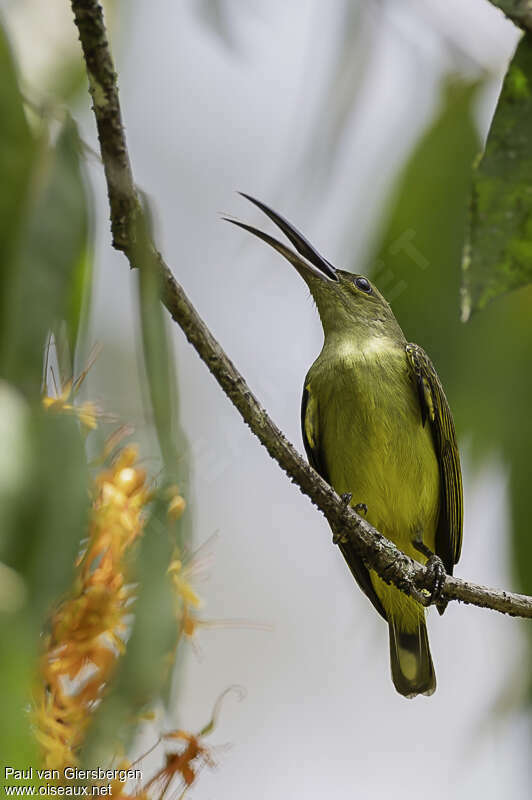 Thick-billed Spiderhunteradult