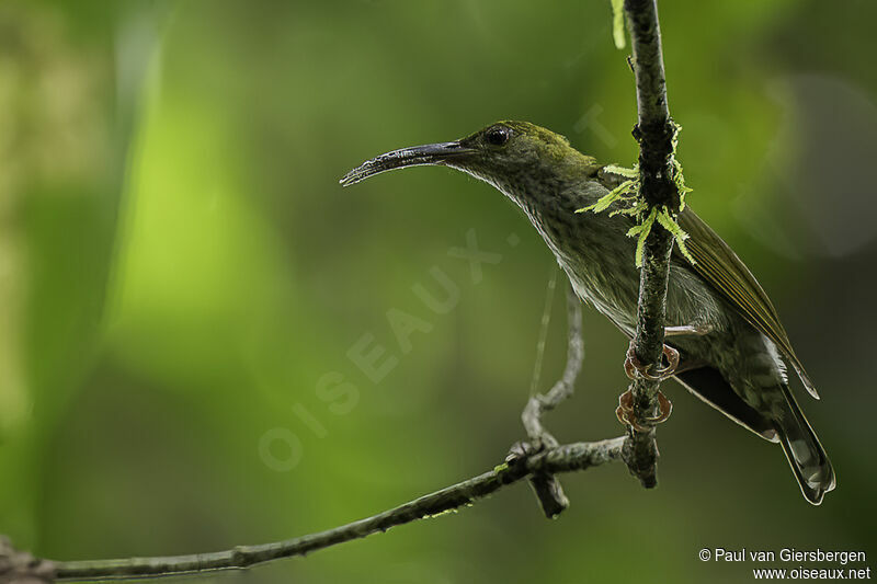 Bornean Spiderhunteradult