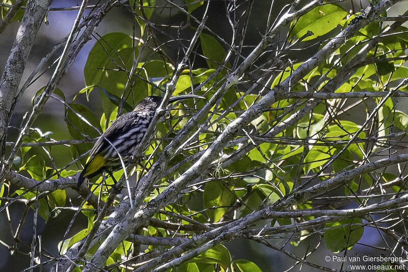 Whitehead's Spiderhunter