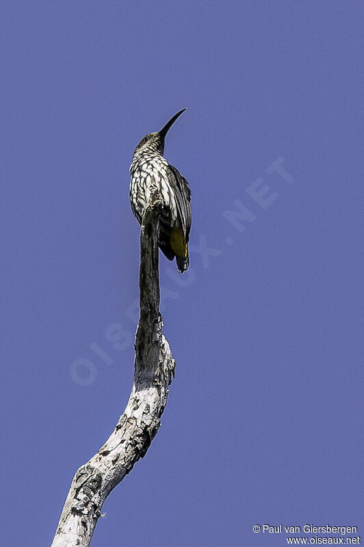 Whitehead's Spiderhunteradult