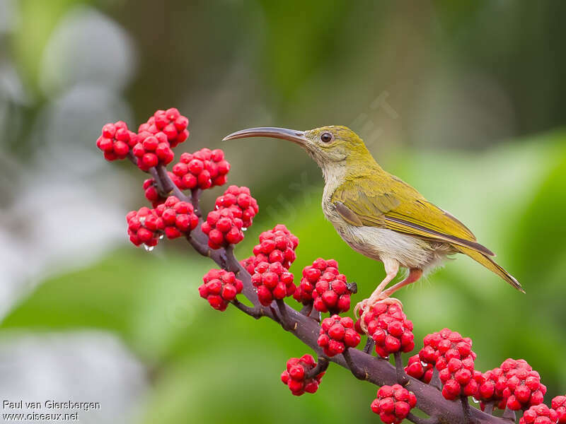 Grey-breasted Spiderhunter, identification