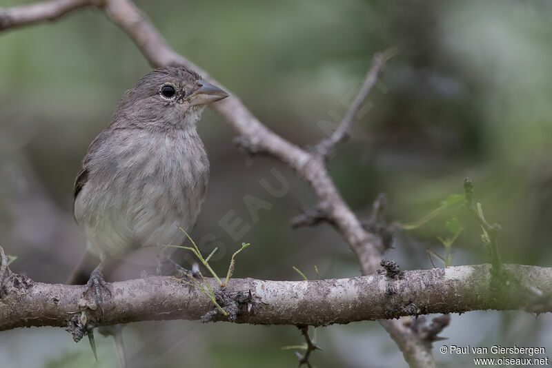 Grey Pileated Finch female adult