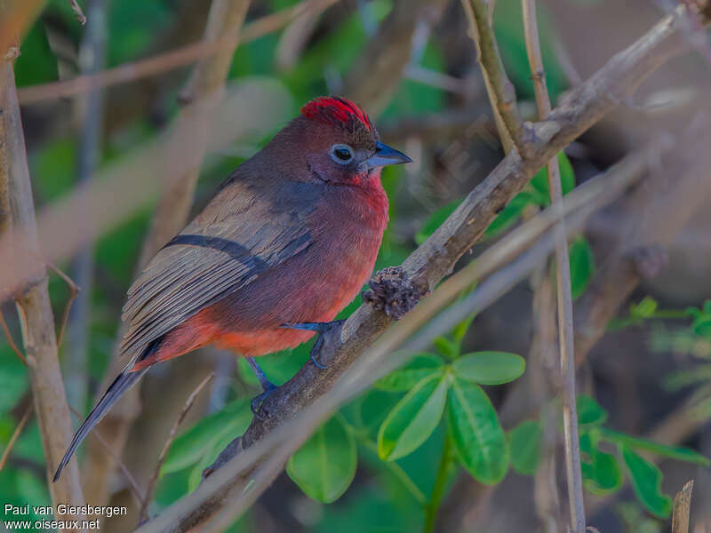 Red Pileated Finch male adult breeding, identification