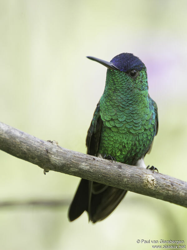 Indigo-capped Hummingbirdadult