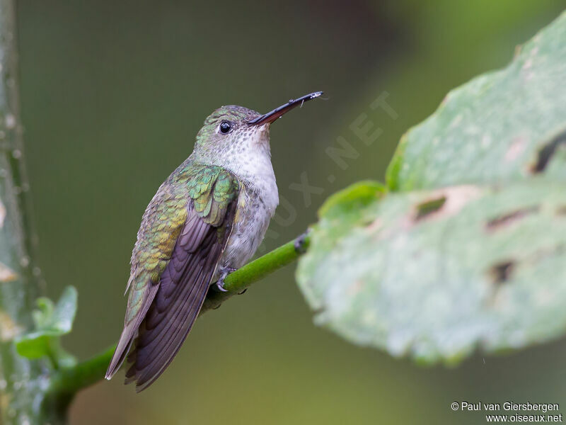 White-bellied Hummingbird