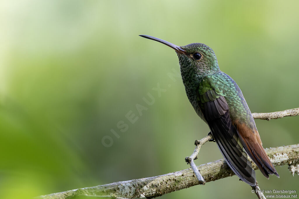 Ariane à ventre grisadulte