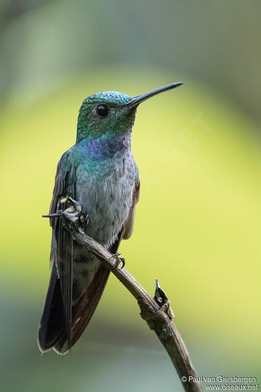 Blue-chested Hummingbirdadult