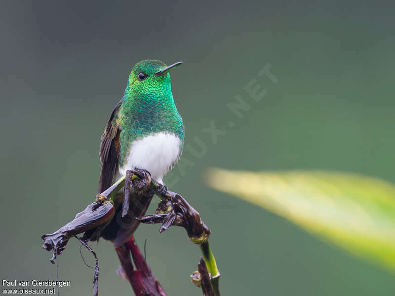 Snowy-bellied Hummingbirdadult