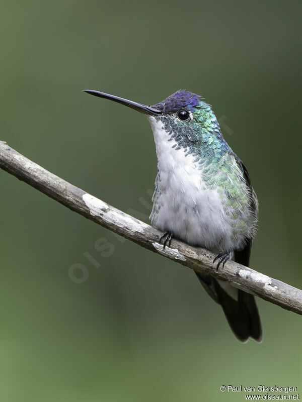 Andean Emeraldadult