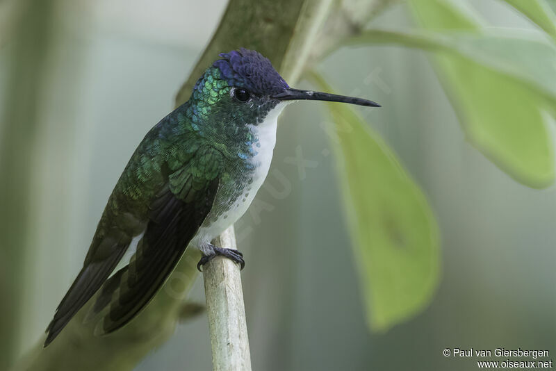 Andean Emeraldadult