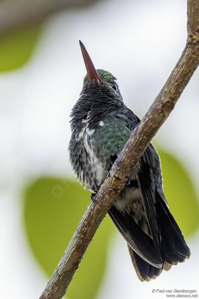Glittering-throated Emeraldadult
