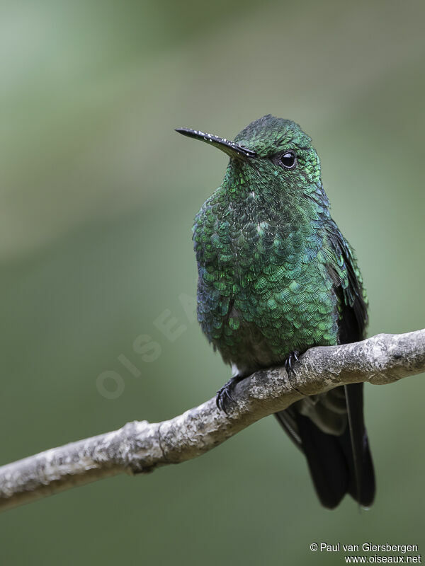 Steely-vented Hummingbirdadult