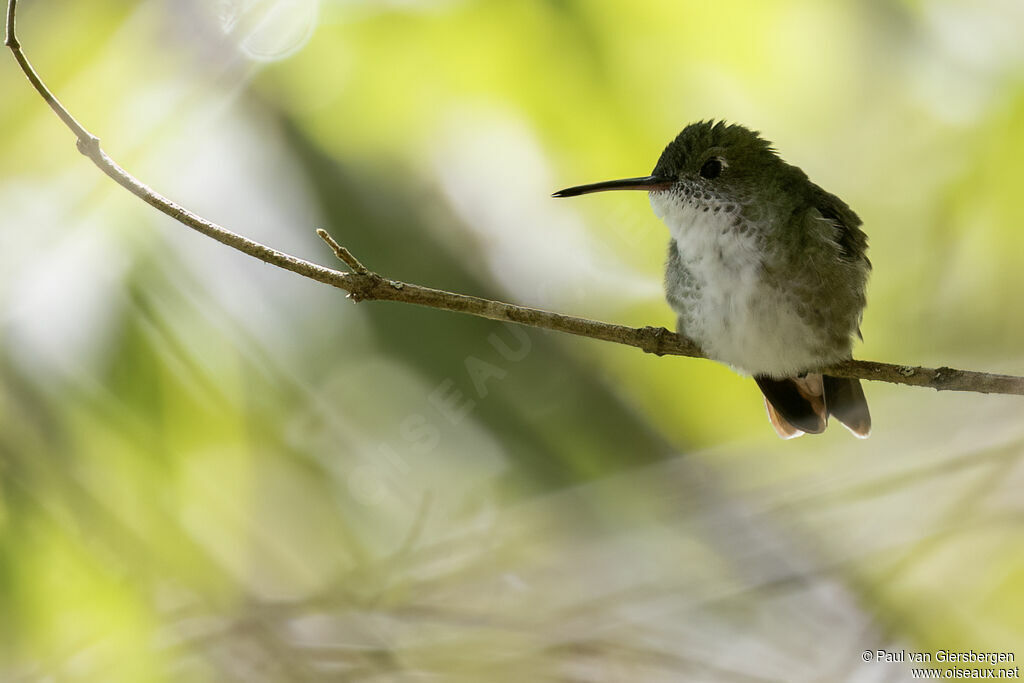 Ariane du Pérouadulte