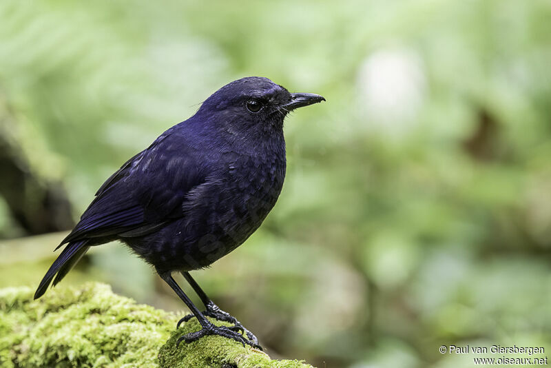 Arrenga bleuetadulte