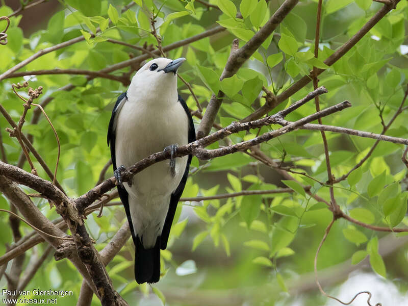 White-headed Vanga male adult