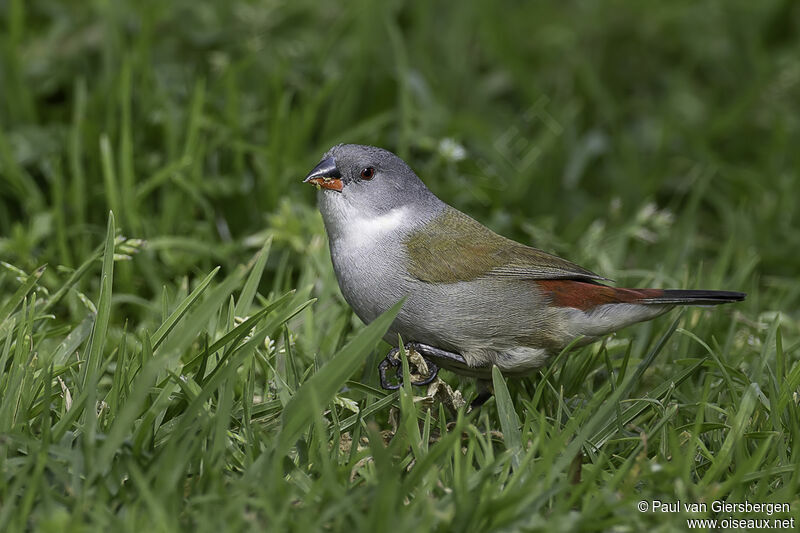 Swee Waxbill female adult