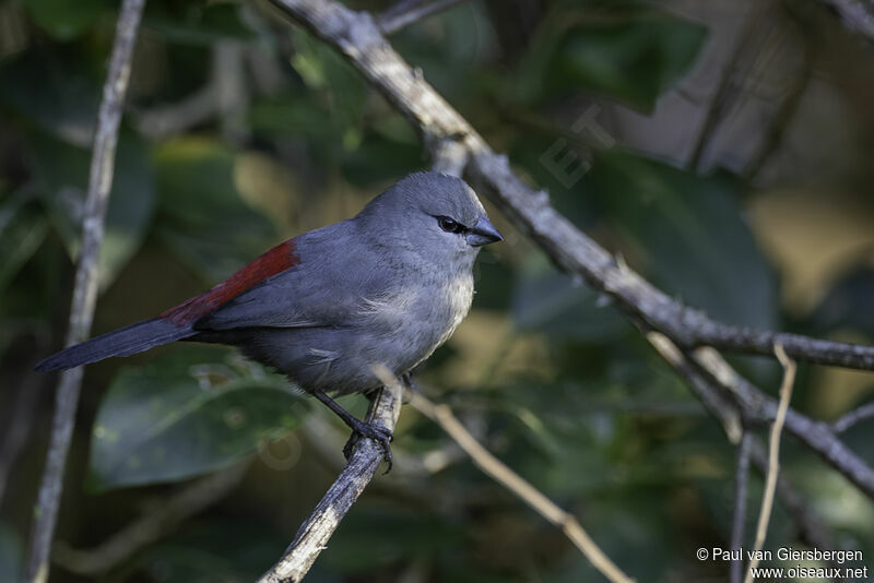 Grey Waxbilladult