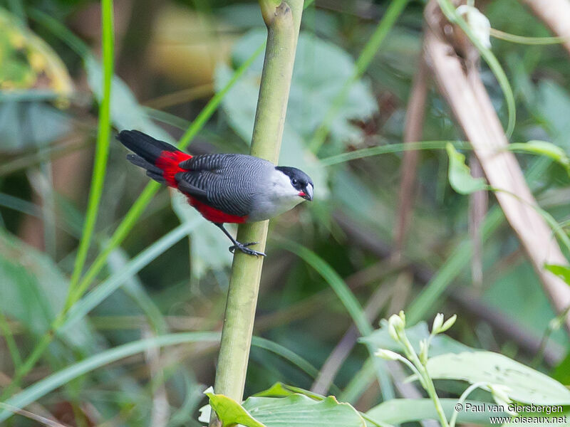 Black-headed Waxbill