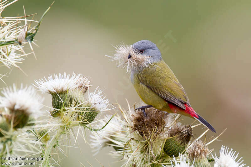 Yellow-bellied Waxbilladult, Reproduction-nesting