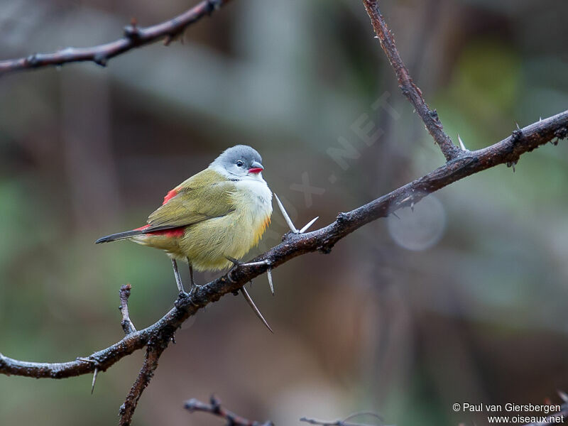 Yellow-bellied Waxbilladult, identification