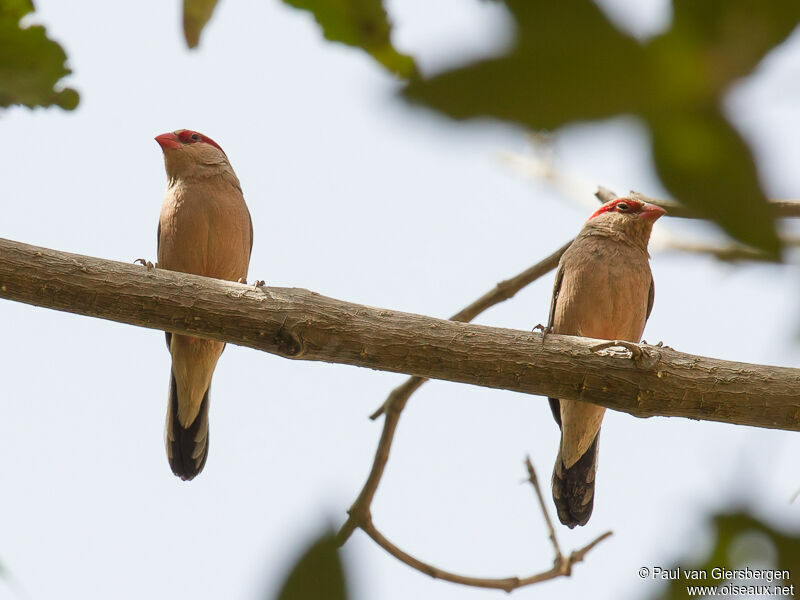 Black-rumped Waxbill