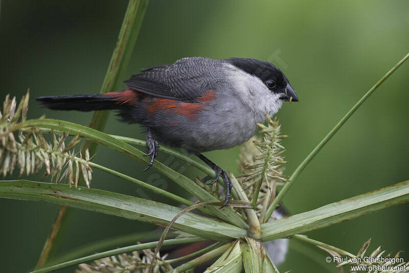 Kandt's Waxbilladult