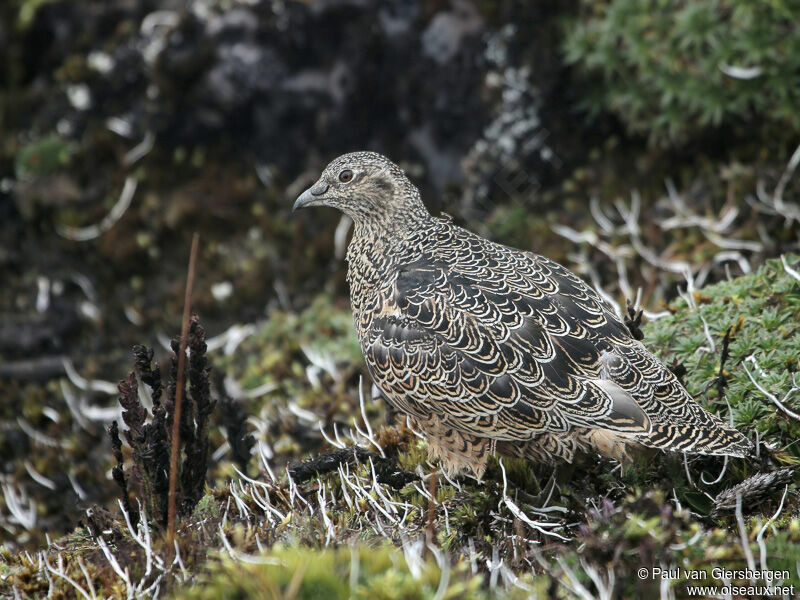 Rufous-bellied Seedsnipe