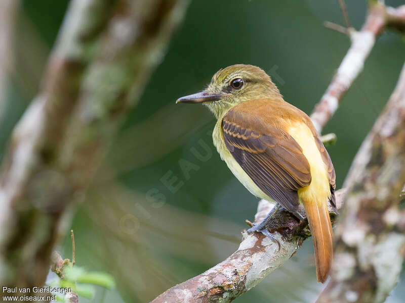 Bright-rumped Attilaadult, identification